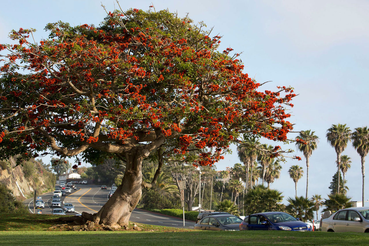 Tree in Laguna Beach