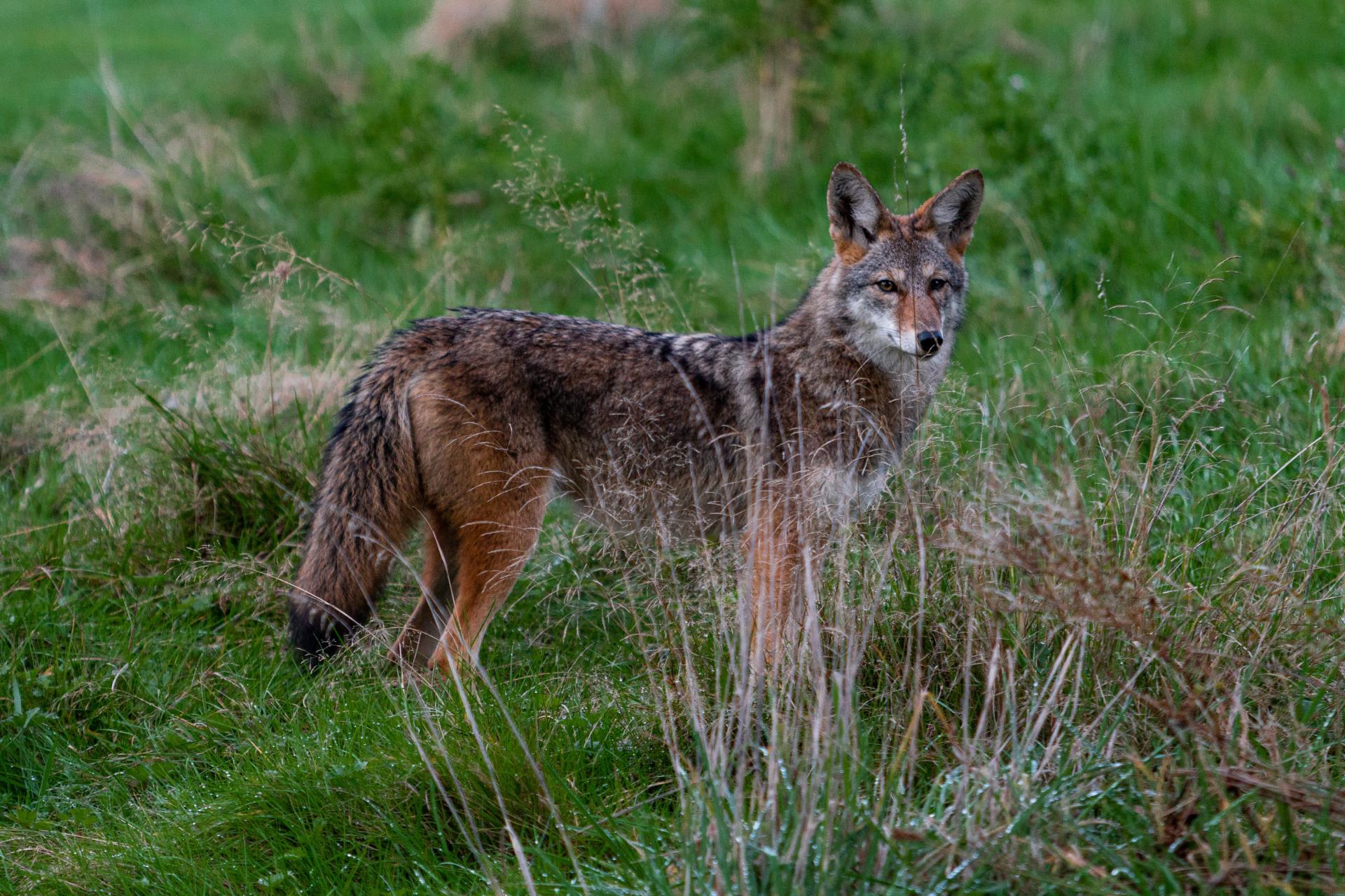 Coyotes & Living With Wildlife Community Meeting on April 28